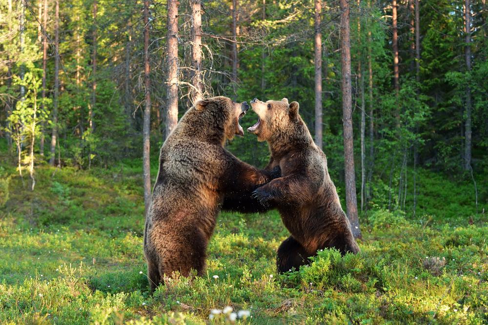 Bears wrestling in the woods