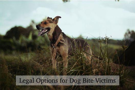 Legal options for dog bite victims