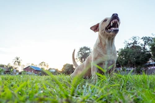 San Antonio Dog Bite Lawyer