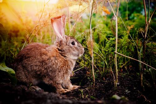 Is Roundup Harmful to Animals?