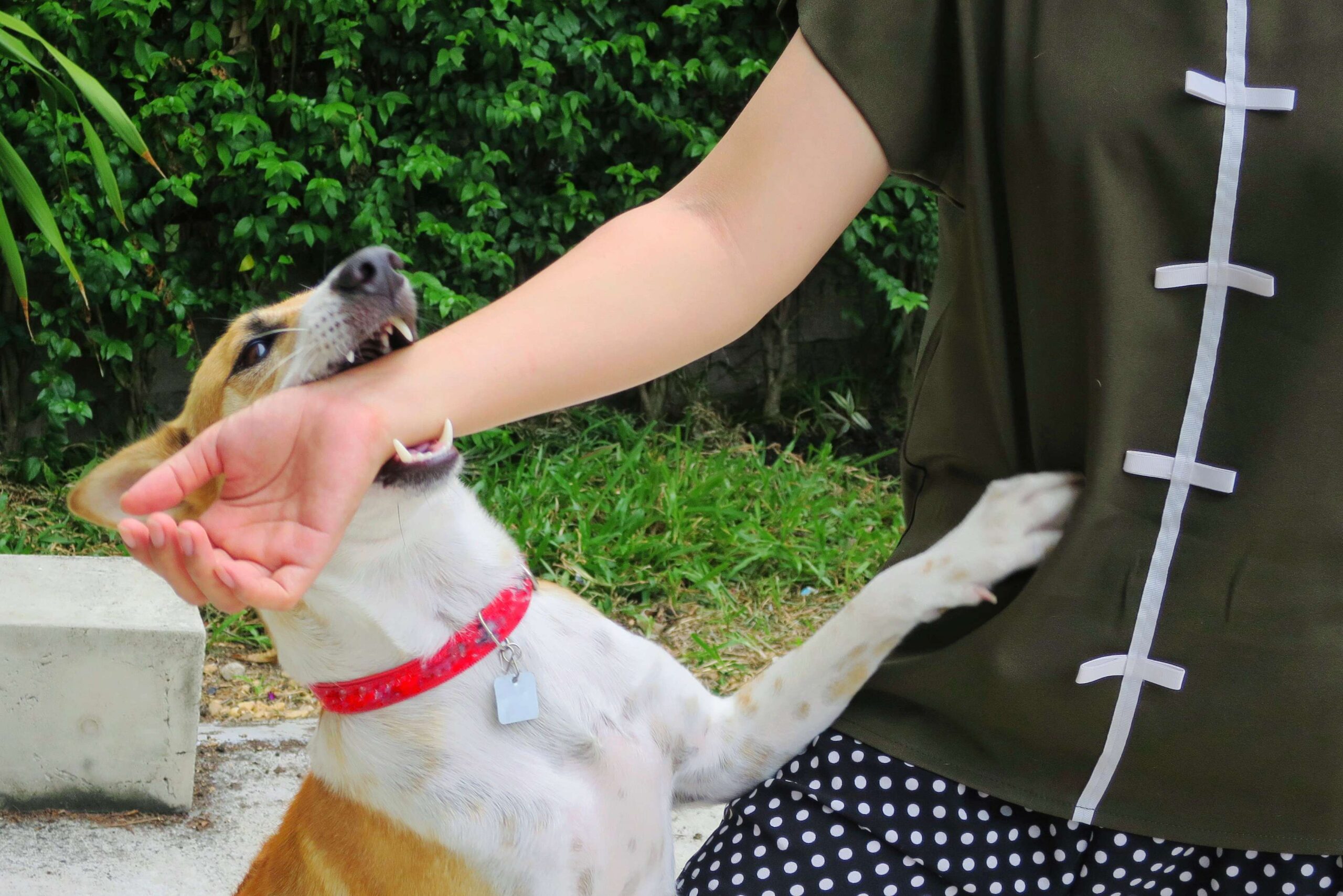 Charlotte Dog Bite Lawyer