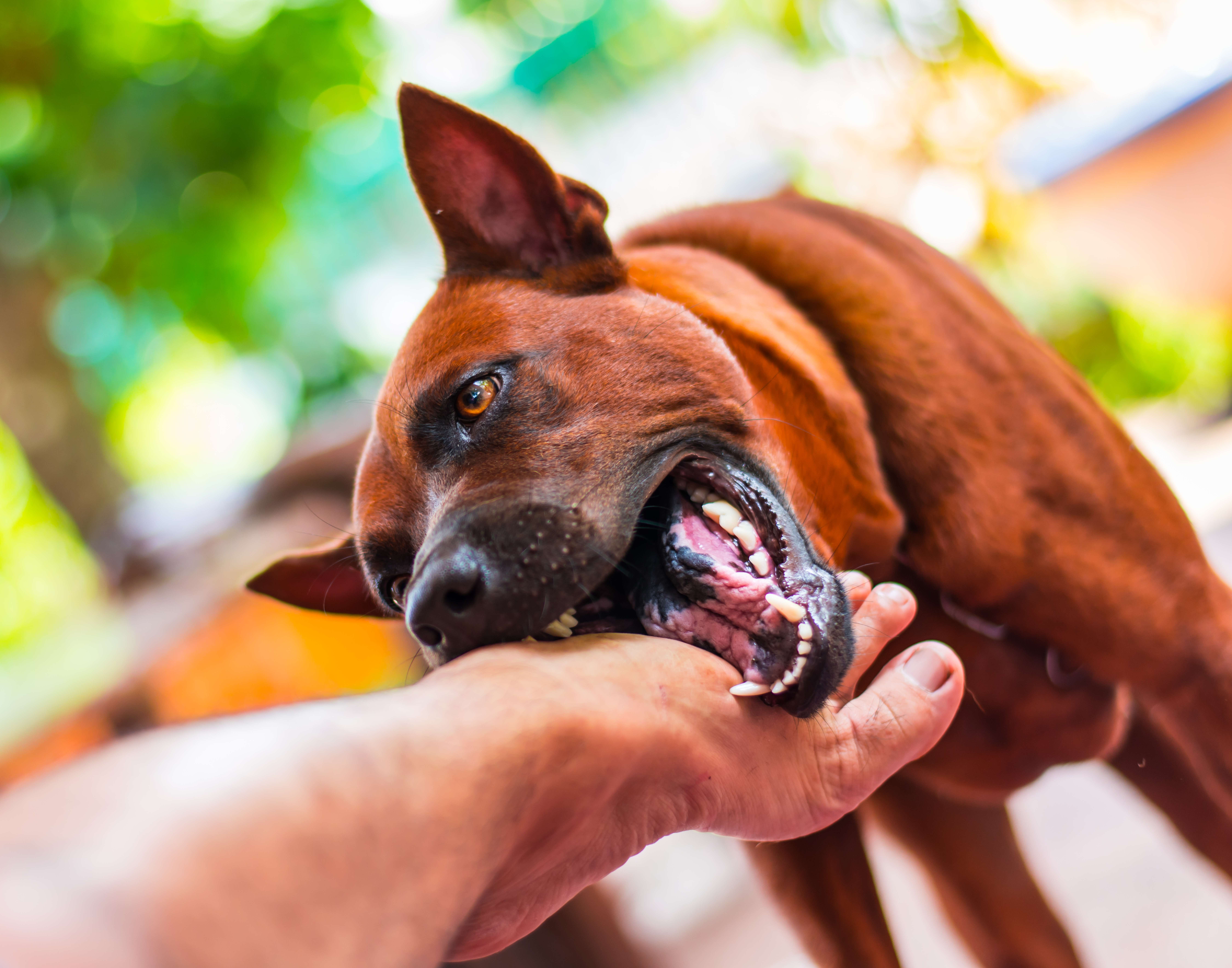 Chicago Lakeshore East Dog Park Dog Bite Lawyer