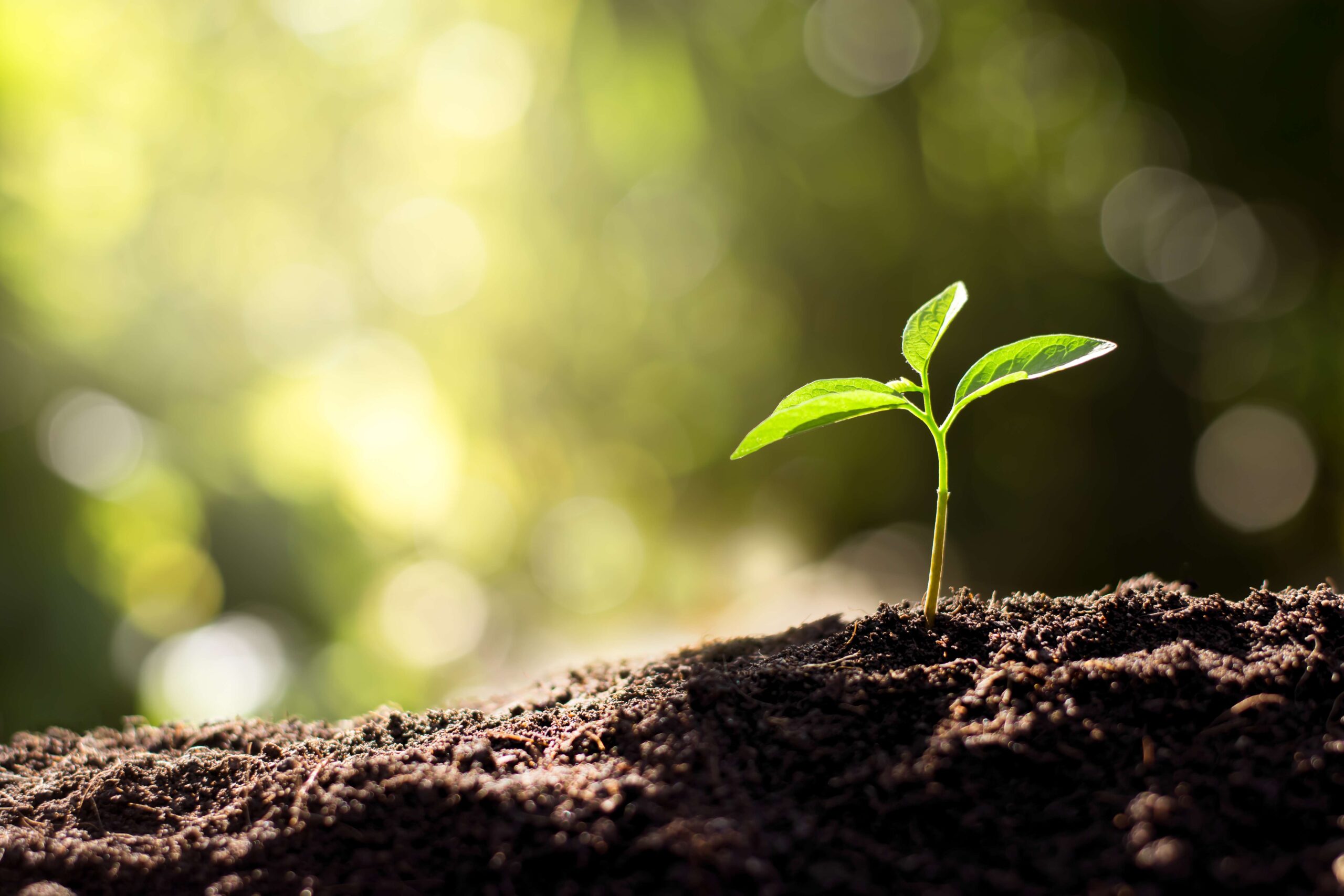 Does Roundup Poison the Soil