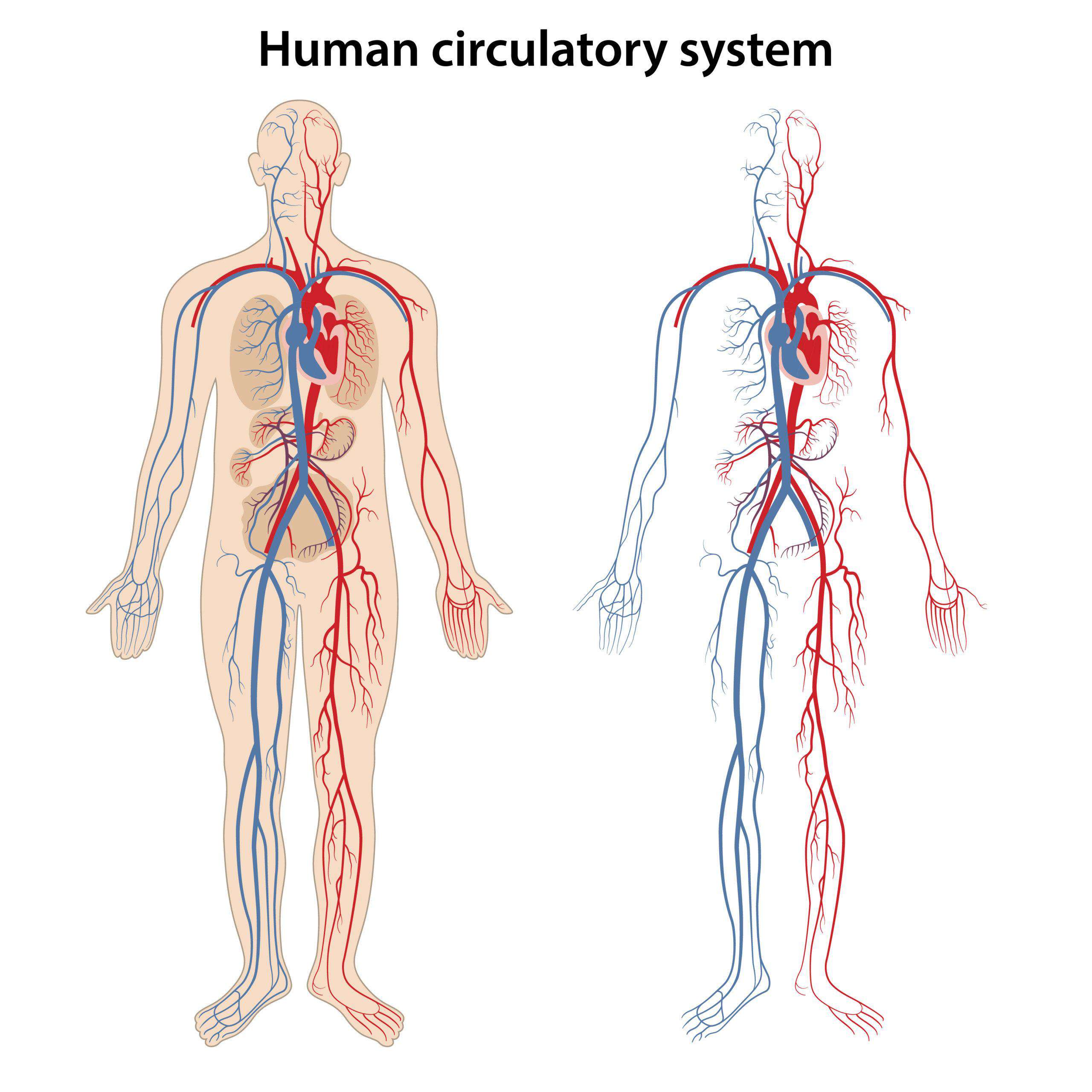 How does lung cancer affect the circulatory system?