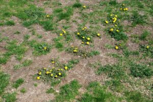 Is spectracide safer than roundup