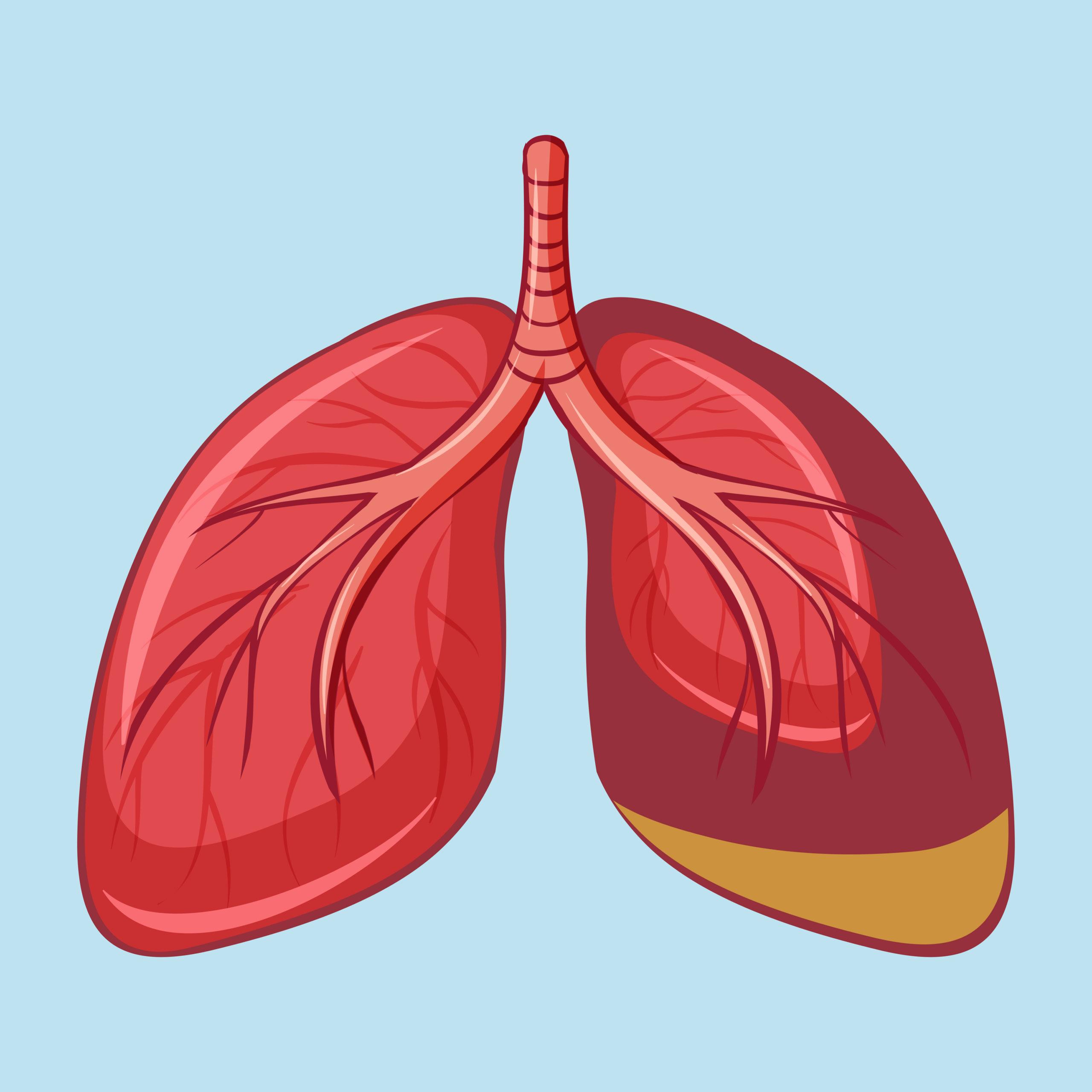 How does mesothelioma affect the body?