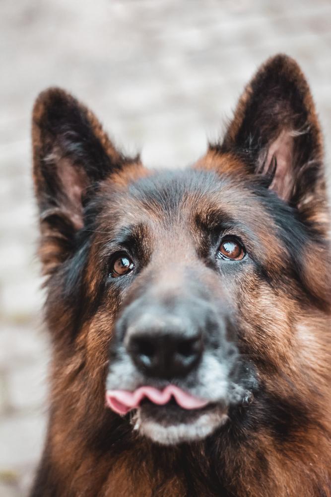 Dog Bite