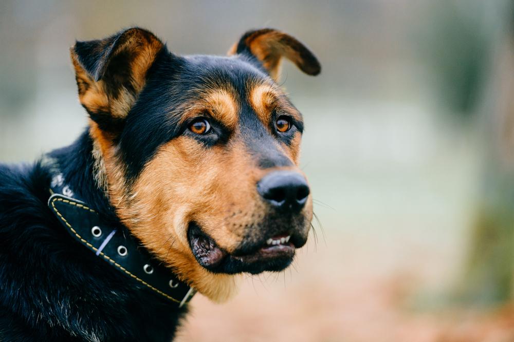 Arizona Dog Bite Lawyer