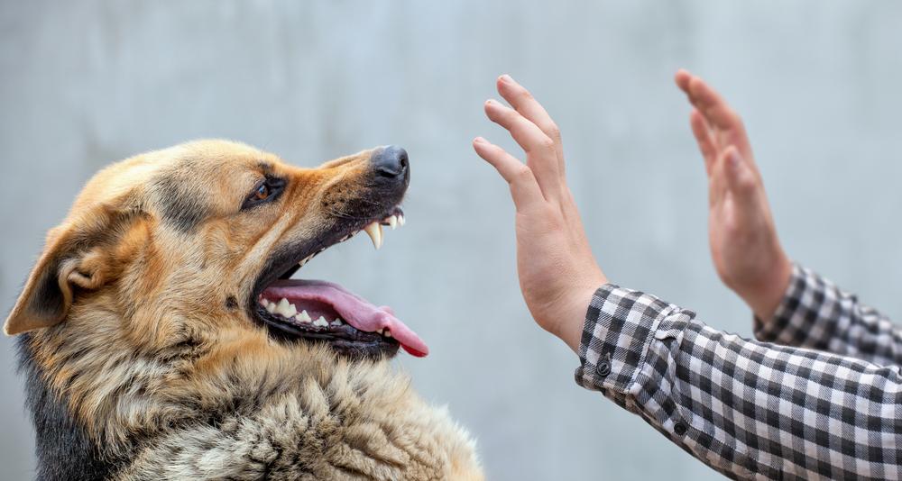 West Virginia Dog Bite Lawyer