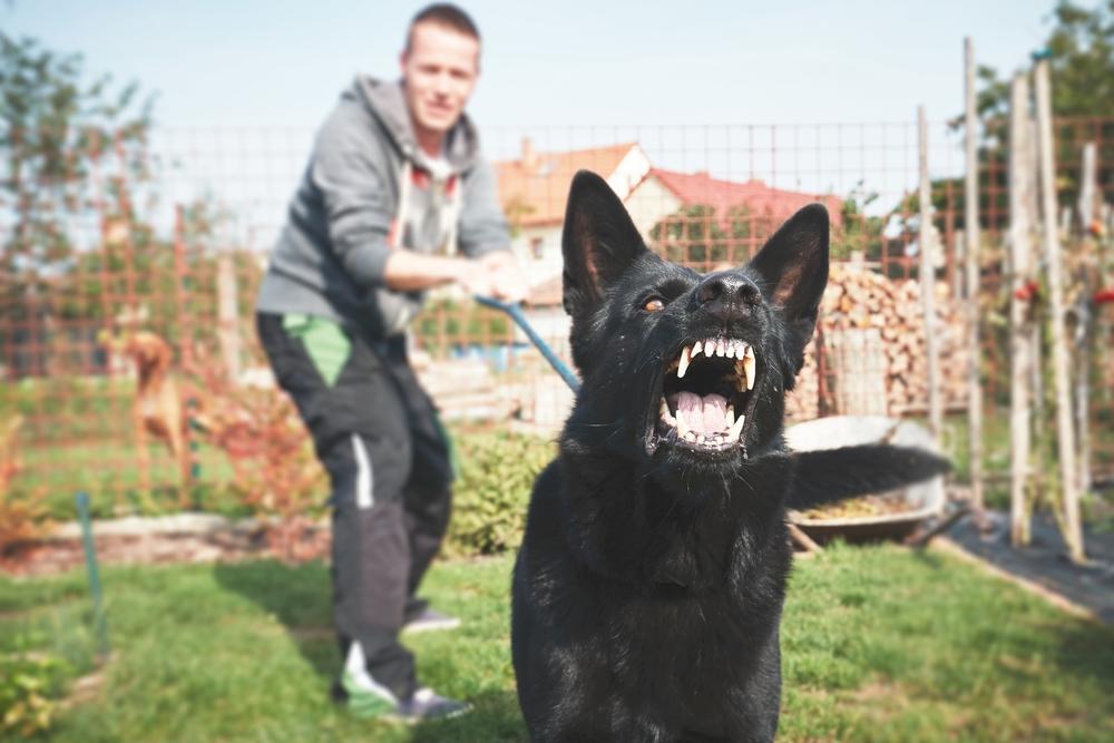 Downey Dog Bite Lawyer
