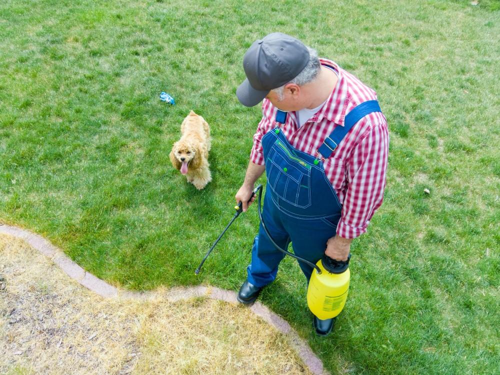 a dog watching its owner spray weeds