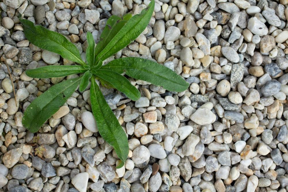 a weed in some rocks