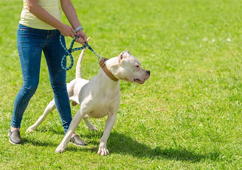 Long Beach Dog Bite Lawyer